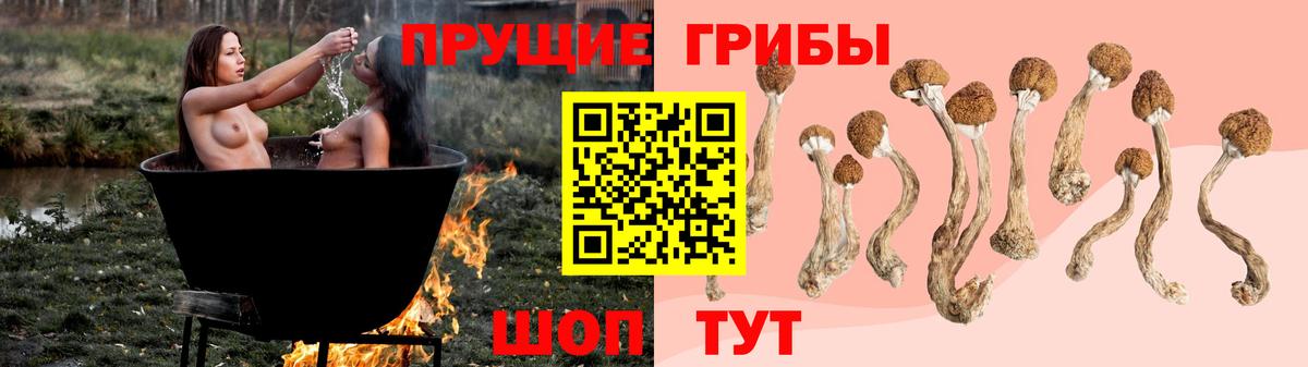 Псилоцибиновые грибы Cubensis Сосновый Бор